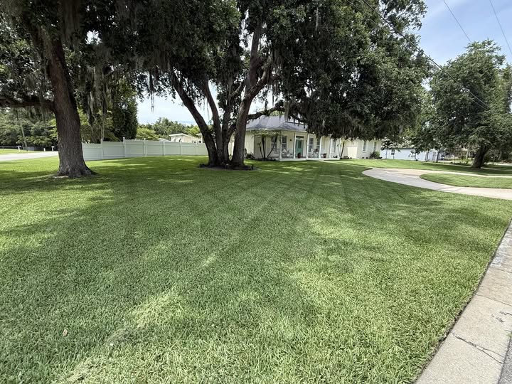 Large mowed lawn under mature live oaks with Spanish moss
